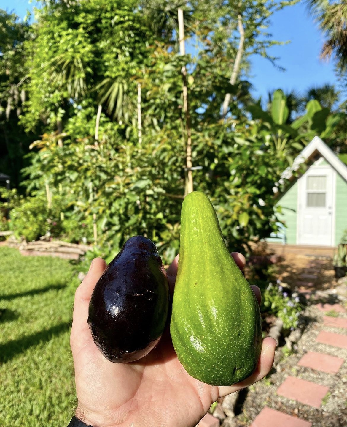 Rebel Farms homegrown Avocados