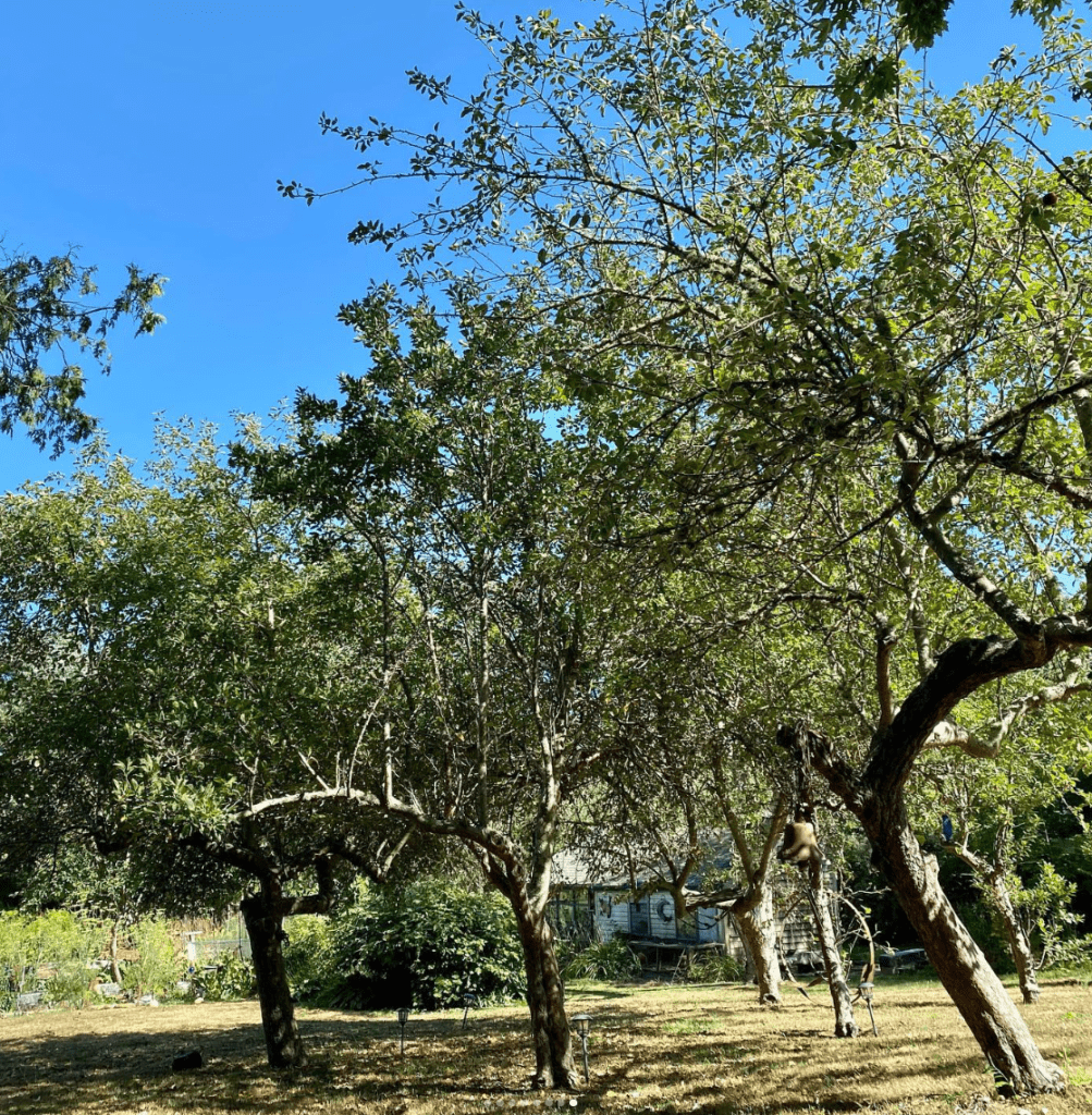 #foodforest #organicgardening #organicfarming #farm #farmlife #permaculturedesign #permaculture #vegetablegarden #newengland #farmhouse #sustainable #organic #rhodeisland #garden
