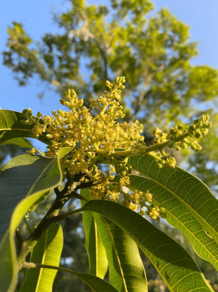 #mangotree
#sustainablefarming
